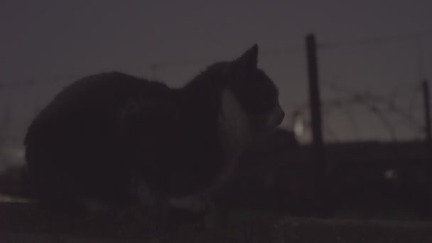 Cat in the dark 2 — Stock Video
