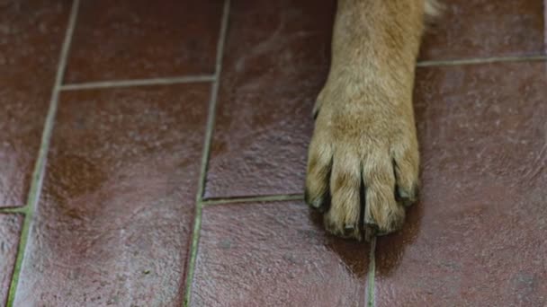 Dog paw detail — Stock Video