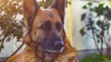 German shepherd dog close up in slow motion 7