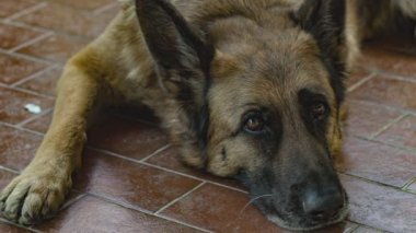 German shepherd dog rest 8