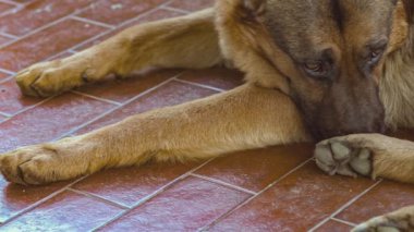 German shepherd dog rest 4