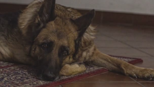 German shepherd dog slepp indoor — Vídeo de stock