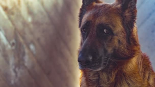 German shepherd dog close up in slow motion 13 — Stock Video