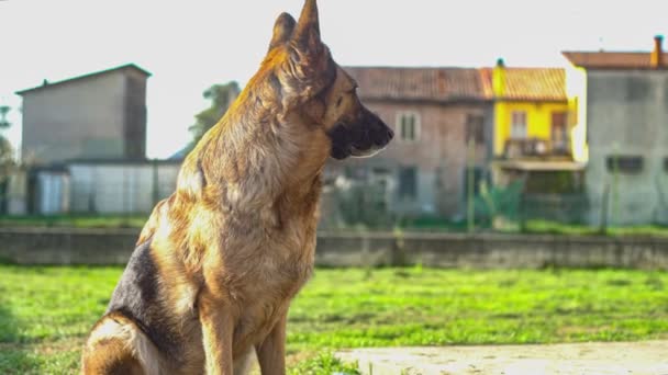 독일 셰퍼드 개는 정원에서 — 비디오