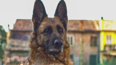 German shepherd dog close up in slow motion 9