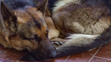 German shepherd sleeps