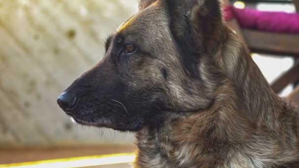 German shepherd dog close up 2 — Stok video