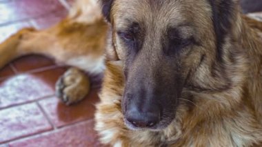 Alman çoban köpeği 3 'ü kapat.