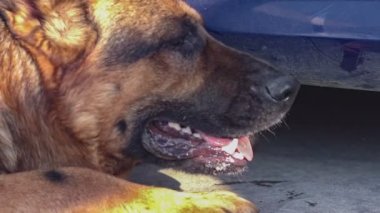 German shepherd dog close up in slow motion 3