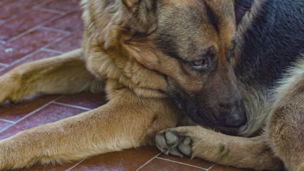 German shepherd dog rest 3 — Vídeos de Stock