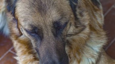 German shepherd dog close up in slow motion 10