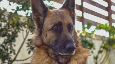 Alman çoban köpeği 8 numaralı ağır çekimde yaklaşıyor.