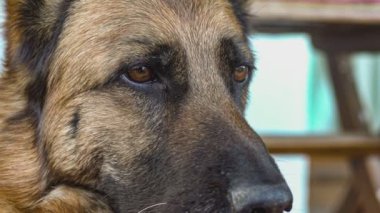 German shepherd dog close up in slow motion 11