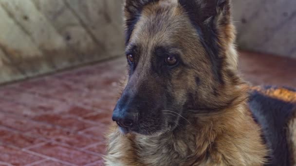 Câine ciobănesc german aproape în mișcare lentă 15 — Videoclip de stoc