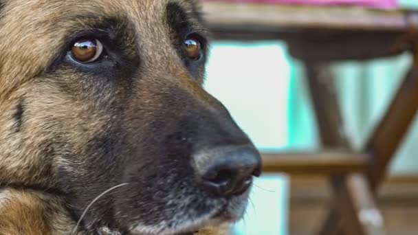 Pastor alemán perro de cerca en cámara lenta 12 — Vídeo de stock