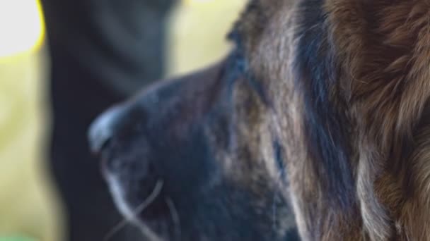 Duitse herder hond extreme close-up in slow motion 3 — Stockvideo