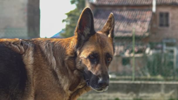 German shepherd dog close up in slow motion 5 — Stok video