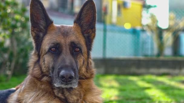 German shepherd dog close up in slow motion 6 — Wideo stockowe