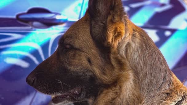 Perro pastor alemán de cerca en cámara lenta 4 — Vídeo de stock