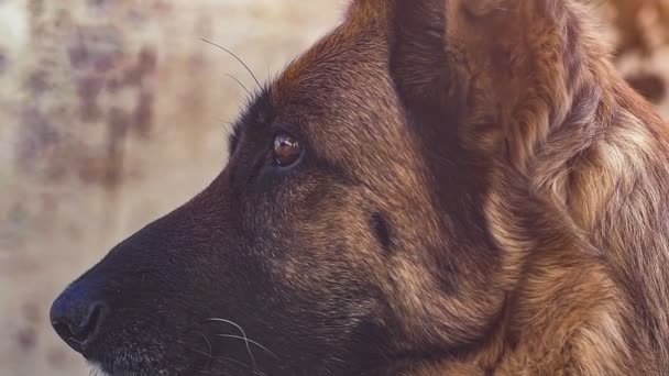 German shepherd dog extreme close up in slow motion — Wideo stockowe