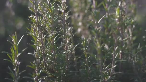 Rosemary plant detail — Stock Video