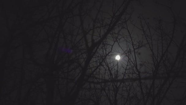 Голі гілки місяця ніч 3 — стокове відео