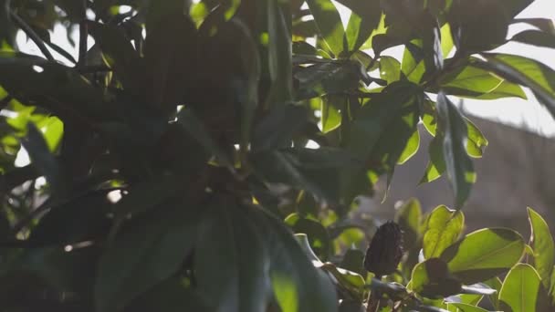 Φύλλα με αντανάκλαση στον ήλιο 2 — Αρχείο Βίντεο