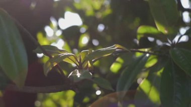 Güneşin yansımasıyla ayrılır