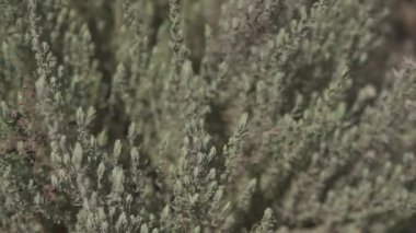 Lavander fabrikası 2.