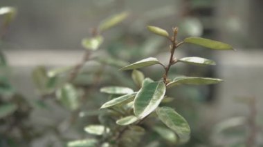 Baharda ayrıntı bırakır