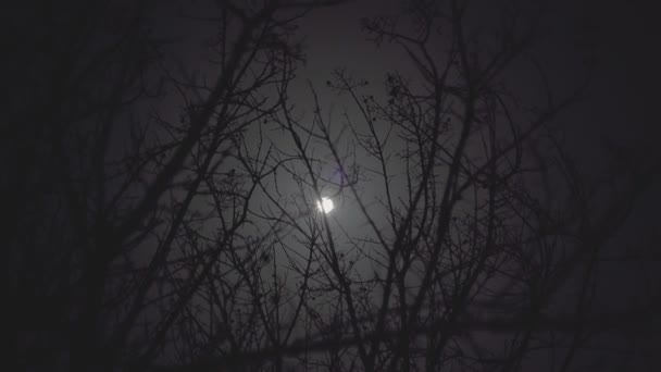 नग्न शाखाओं चंद्रमा रात — स्टॉक वीडियो