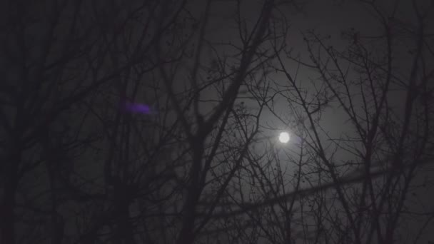 Holé větve Měsíční noc 2 — Stock video