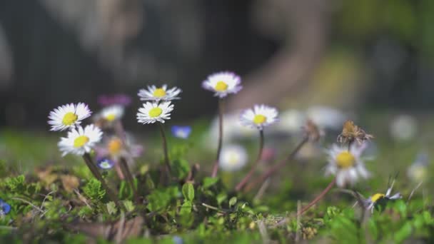 Daisies di padang rumput di musim semi — Stok Video
