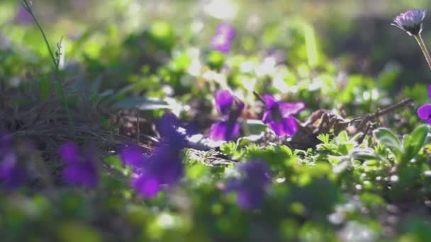 Viola auf dem Rasen — Stockvideo