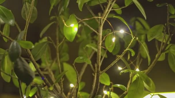 Frunze și lumini ornamentale 2 — Videoclip de stoc