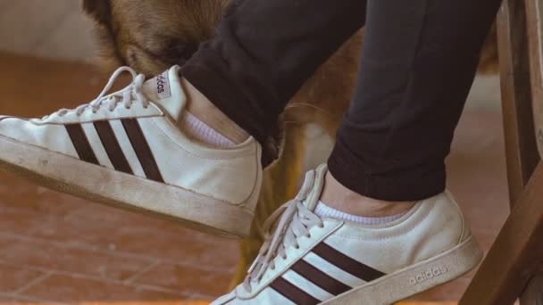 Chaussures à renifler pour chien — Video