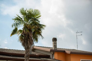 İlkbaharda Palmiye, Bulut ve Çatı Ayrıntıları