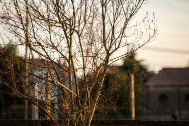 Gün batımında çıplak dalların ayrıntıları