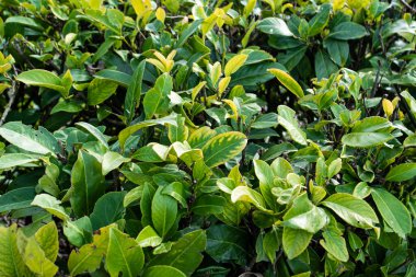 Baharda çit doku detaylarını doğada bırakır