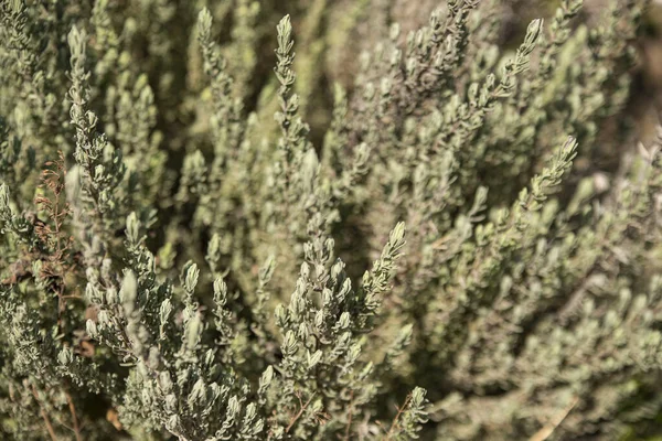 Lavender plant texture 3. High quality photo