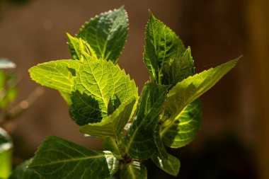 Baharda arka planda damarları olan yaprakların makro ayrıntıları