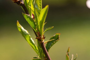 Baharda taze filizlenen yaprakların makro ayrıntıları