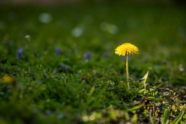 Baharda yeşil çimlerle çevrili karahindiba çiçeği