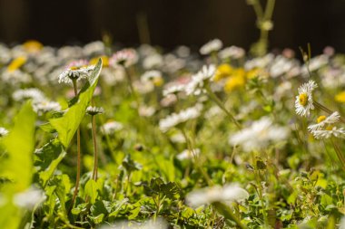 Baharda çimenlerde küçük çiçekler olan bir çiçek bahçesinin ayrıntıları