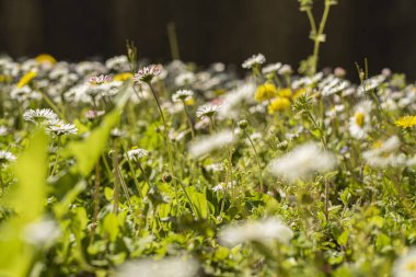 Baharda çimenlerde küçük çiçekler olan bir çiçek bahçesinin ayrıntıları
