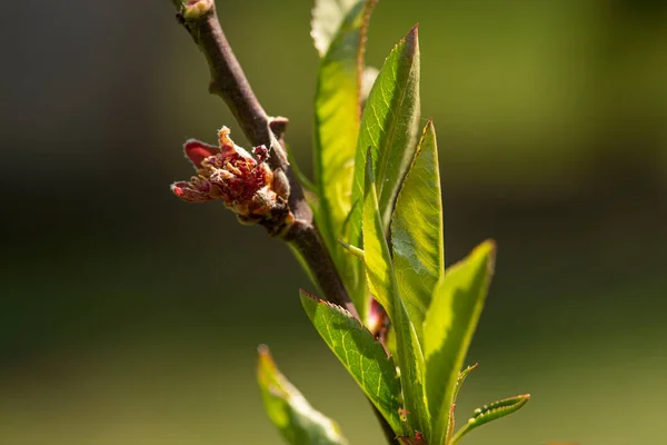 Macro detail of freshly sprouted leaves in spring