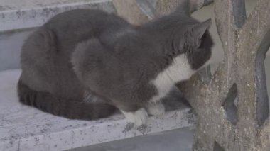 Kedi 2. basamakta dinleniyor.