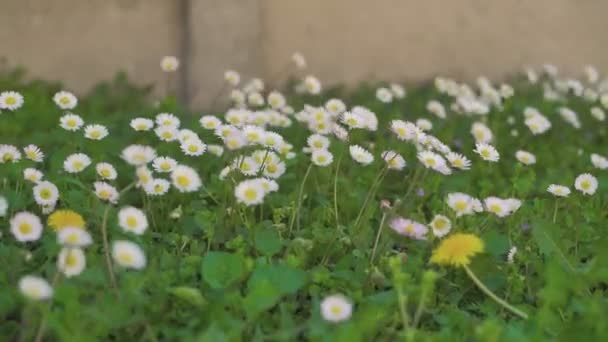Bahar 2 'de Daisy çiçeği — Stok video