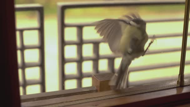 Little bird on the window 2 — Stock Video