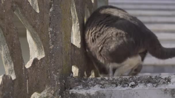 Cat menjilat dirinya sendiri — Stok Video